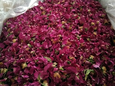 玫瑰花破碎打散篩分生產(chǎn)線